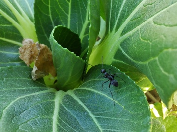 青菜叶上的蚂蚁特写