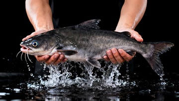 鲜活清江鱼江团