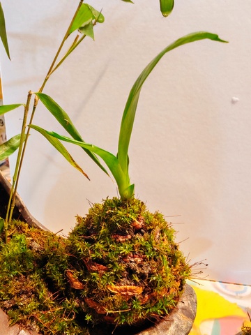 绿色植物盆栽景观