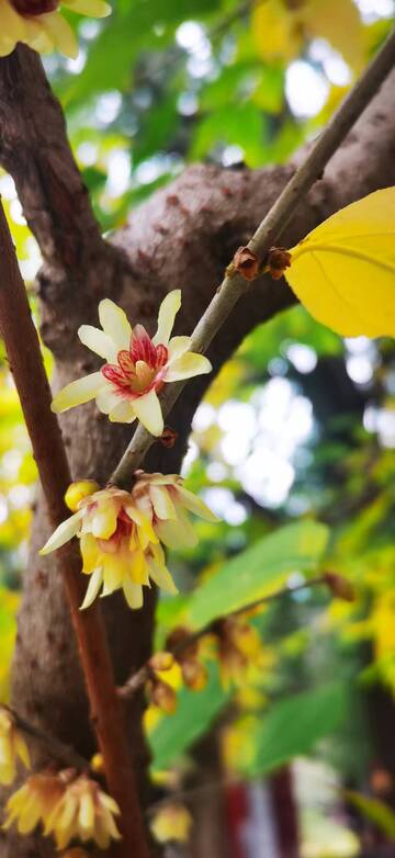 春日枝头腊梅绽放
