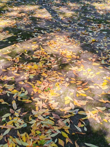 秋日落叶铺地景