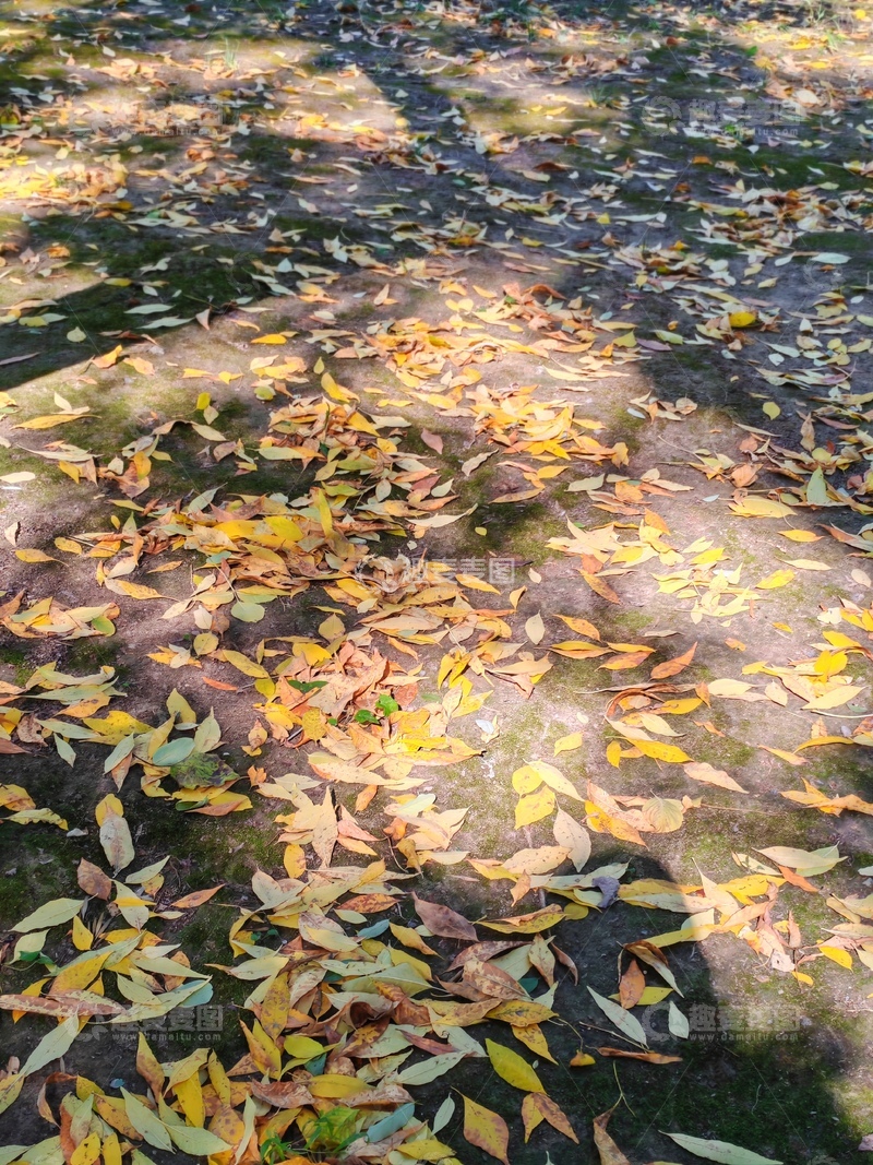 高清大图下载【趣麦麦图】-秋日落叶铺地景