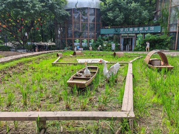 田园风光稻田鹅船景观