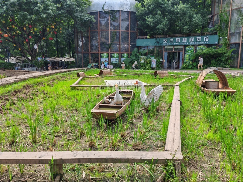 高清大图下载【趣麦麦图】田园风光稻田鹅船景观