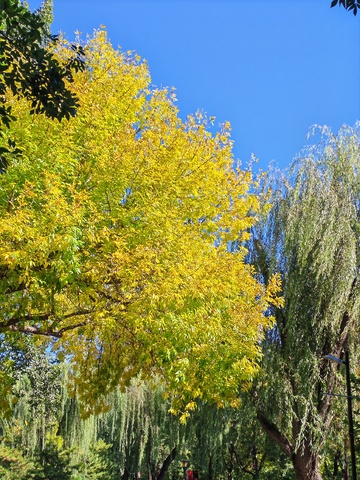 秋日金黄树叶蓝天美景11