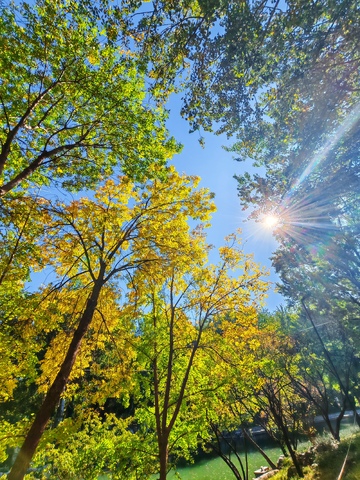 秋日阳光树木美景