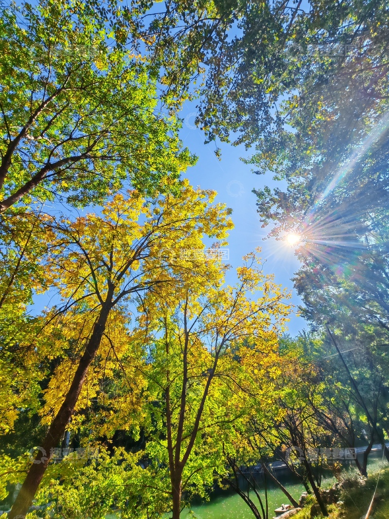 高清大图下载【趣麦麦图】秋日阳光树木美景