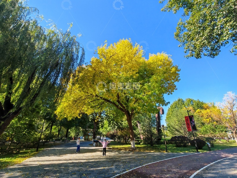 高清大图下载【趣麦麦图】秋日公园小径风光