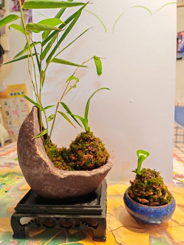 简约风格盆栽组合摄影图片