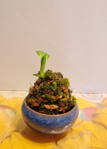 盆栽植物微型景观