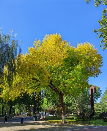 秋日公园黄叶美景