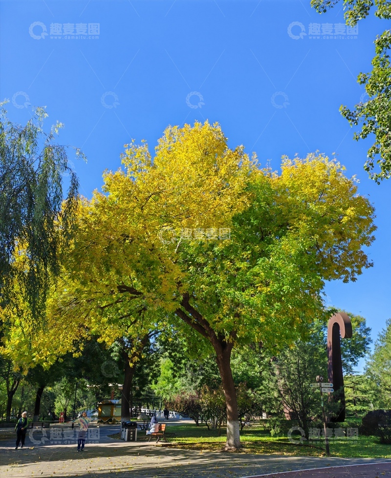 高清大图下载【趣麦麦图】秋日公园黄叶美景
