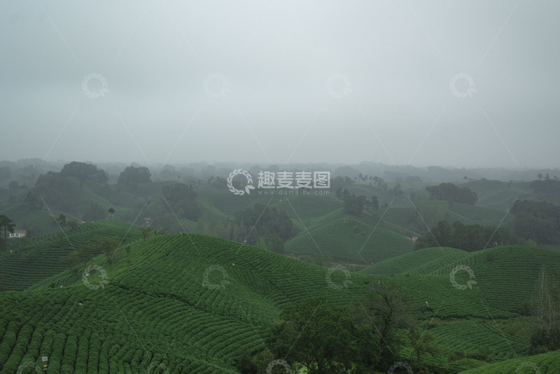 高清大图下载【趣麦麦图】雾海朦胧中的茶山