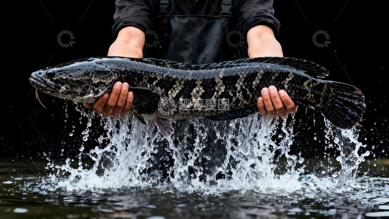 高清大图下载【趣麦麦图】一条鲜活的黑鱼