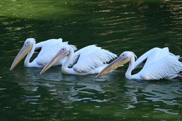 阴影处的一行鹈鹕