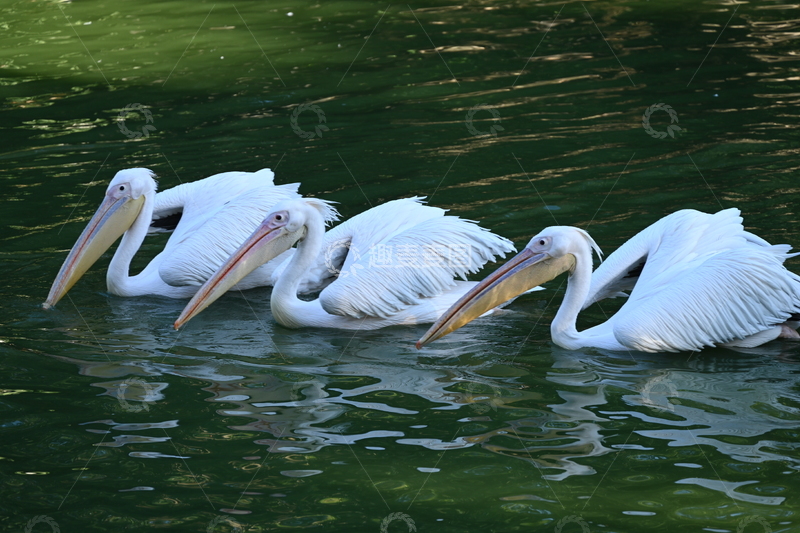高清大图下载【趣麦麦图】阴影处的一行鹈鹕