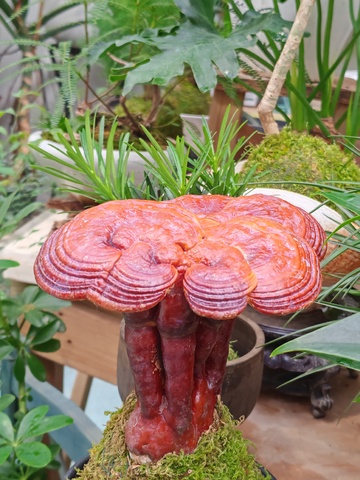 灵芝盆栽植物观赏
