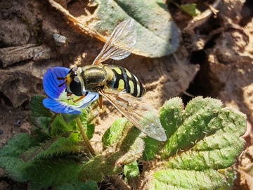 正在采蜜的蜜蜂