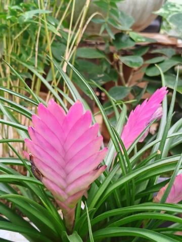 粉红凤梨花开绿意盎然