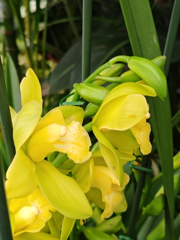 兰花盛放自然美景