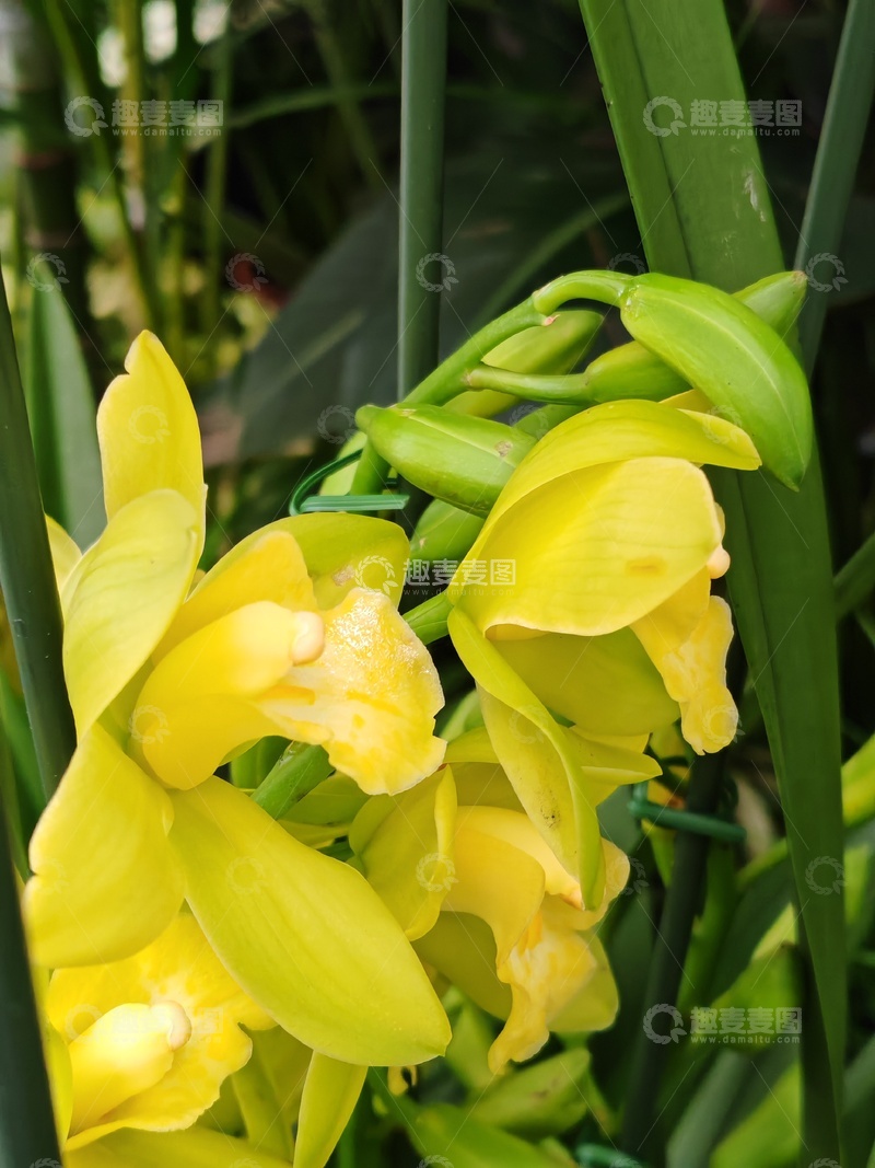 高清大图下载【趣麦麦图】兰花盛放自然美景