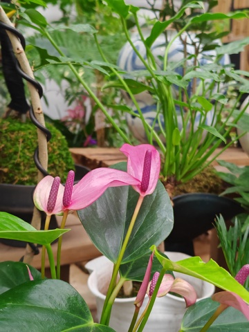 绿意盎然粉花绽放盆栽美景