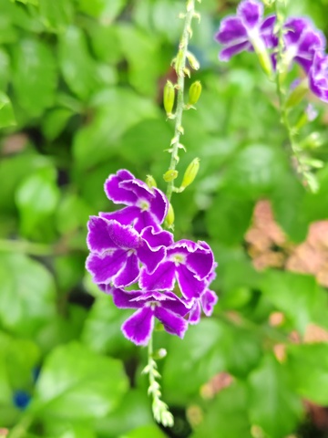 紫花绿叶自然摄影
