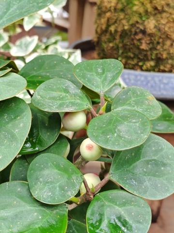 绿意盎然植物特写