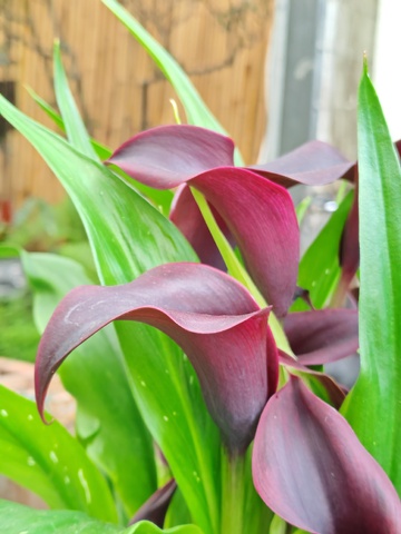 紫叶观赏植物特写摄影1