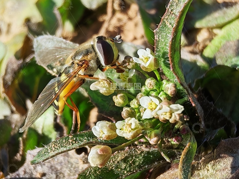 高清大图下载【趣麦麦图】在花朵上的蜜蜂