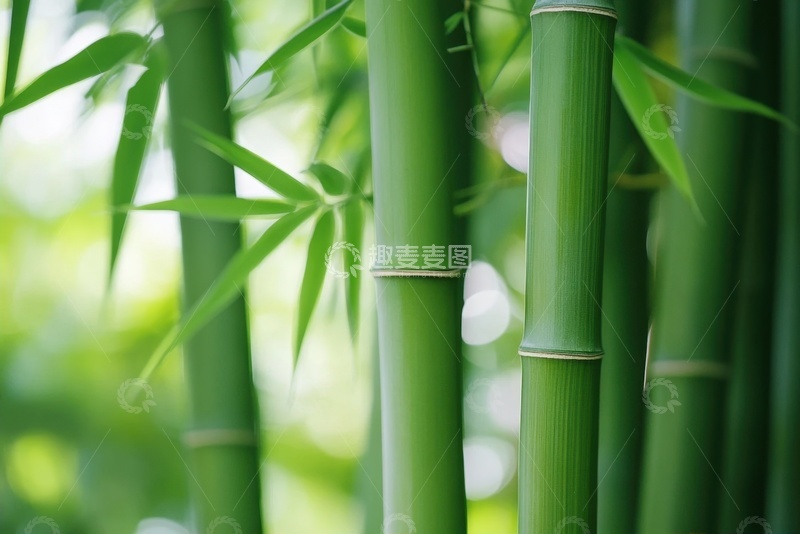 高清大图下载【趣麦麦图】翠绿色的竹林特写摄影