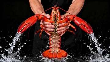 一只澳洲龙虾