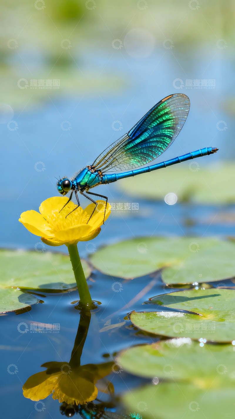 源文件下载【趣麦麦图】一直蓝绿豆娘在一朵荇草花上2