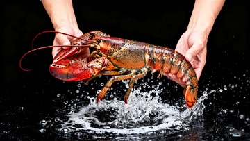 澳洲龙虾波士顿龙虾