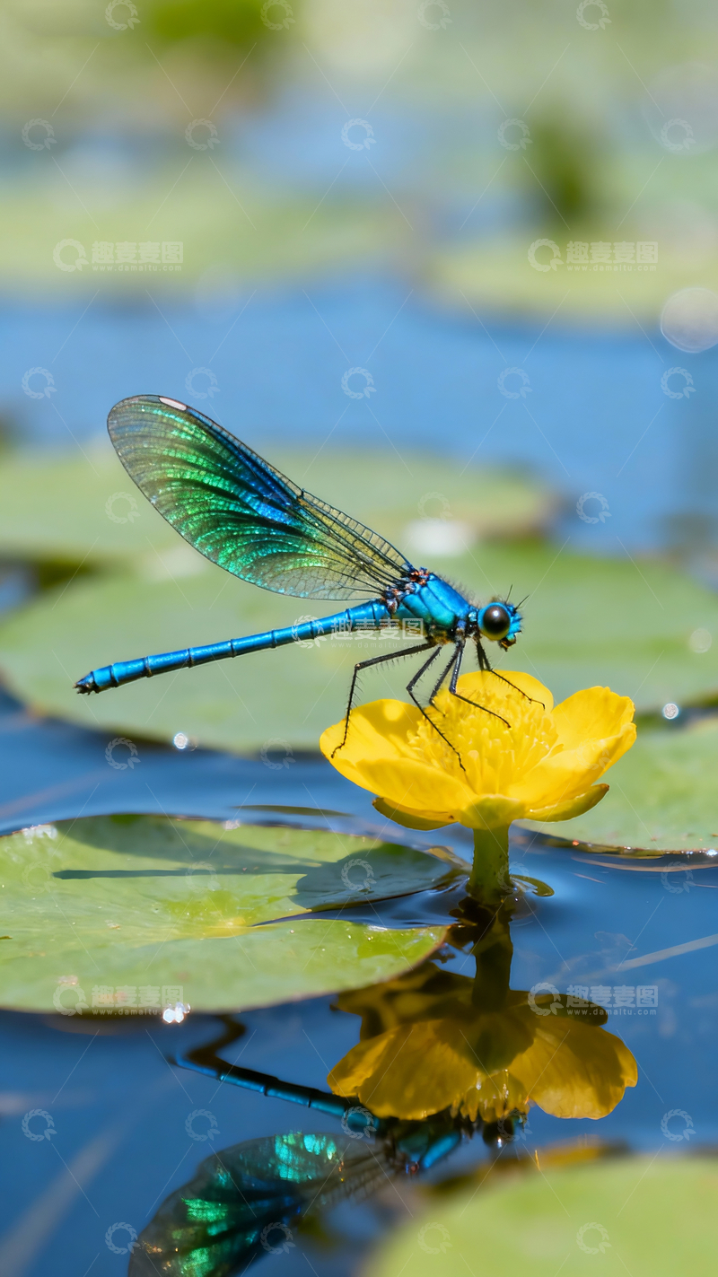 源文件下载【趣麦麦图】一直蓝绿豆娘在一朵荇草花上1
