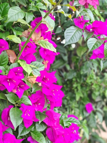 鲜艳三角梅花丛特写