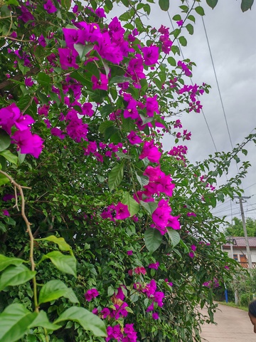 紫花绿叶街景自然风光