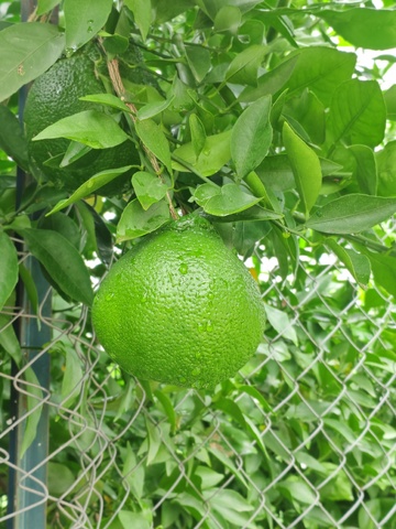 绿树青柠挂枝头