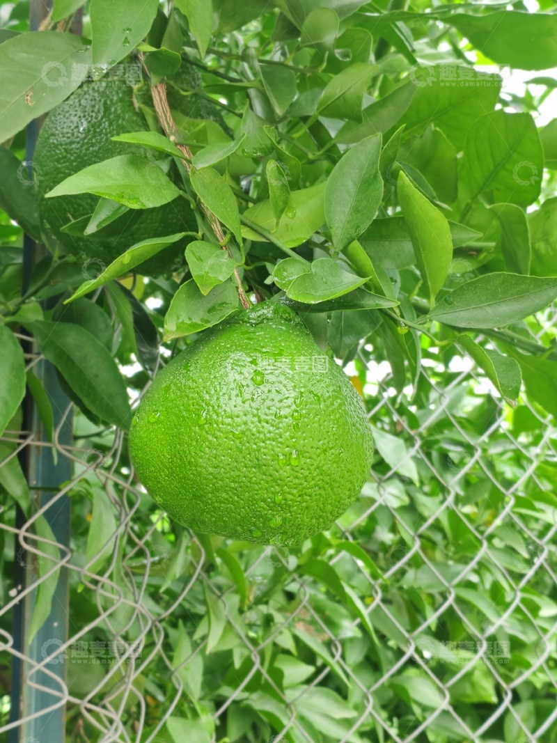 高清大图下载【趣麦麦图】绿树青柠挂枝头