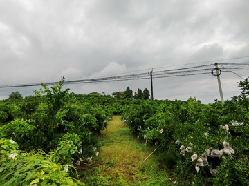 阴雨果园风光摄影