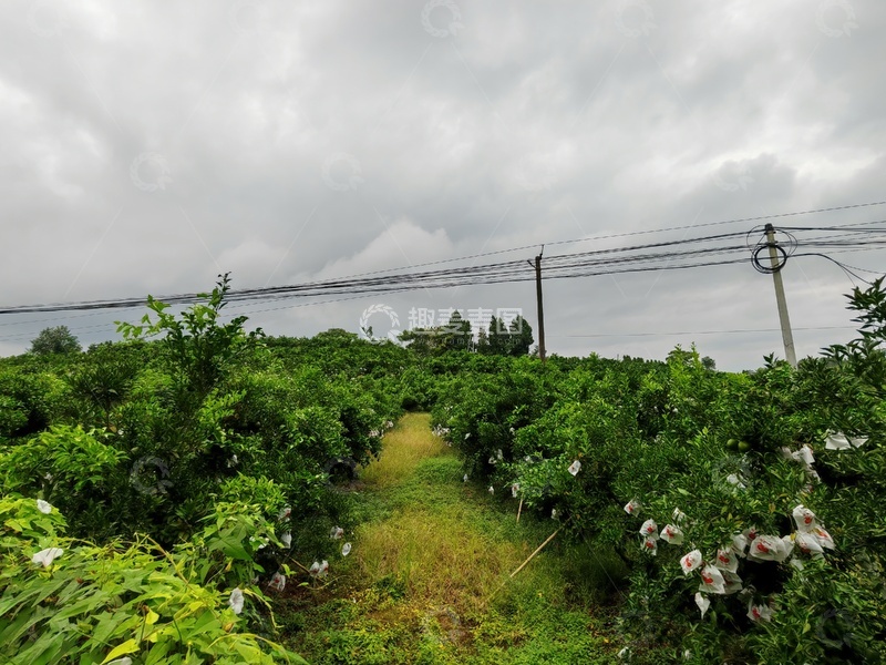 高清大图下载【趣麦麦图】阴雨果园风光摄影