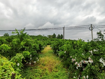 田园风光果园景色摄影图片