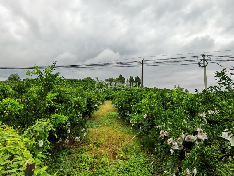 高清大图下载【趣麦麦图】田园风光果园景色摄影图片