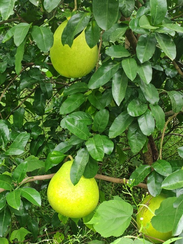 果园梨子丰收景色