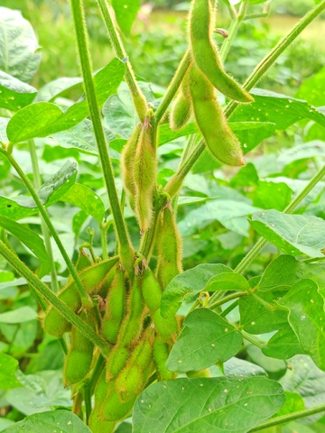 大豆植株生长繁茂