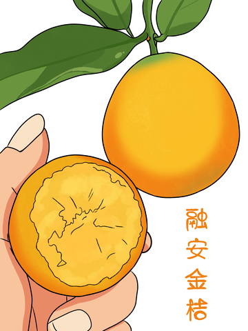 卡通风融安金桔插画