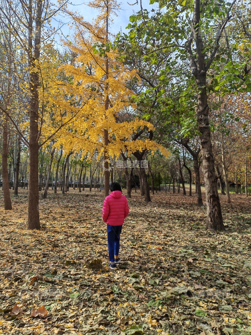 高清大图下载【趣麦麦图】秋日林间红衣行