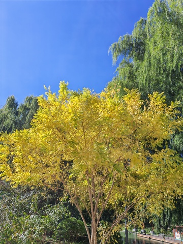 秋日金黄银杏树风光