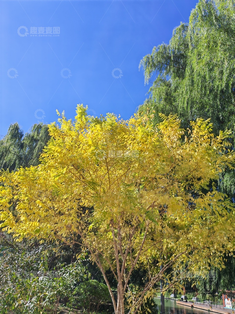 高清大图下载【趣麦麦图】-秋日金黄银杏树风光