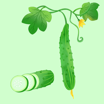 黄瓜青瓜手绘插画